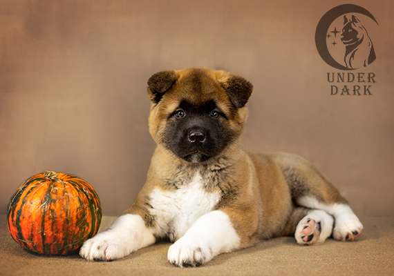 Щенки Американской акиты